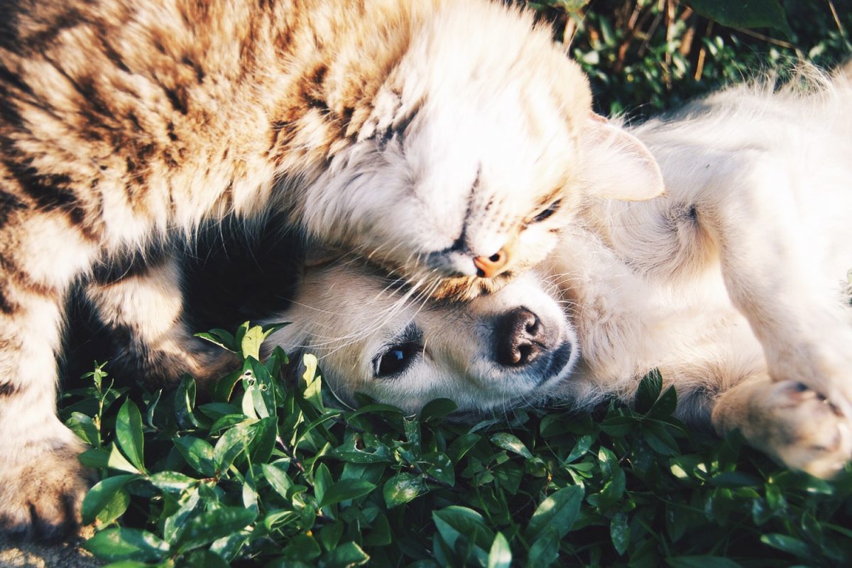 ασφάλεια σκύλου γάτας