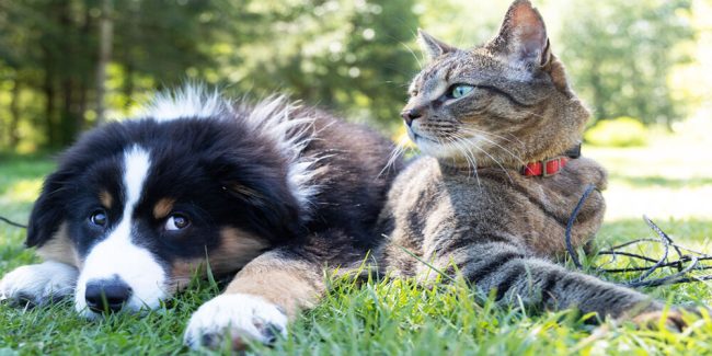 ασφάλεια σκύλου και γάτας προστάτεψε το κατοικίδιο σου ασφάλεια σκύλου και γάτας προστάτεψε το κατοικίδιο σου