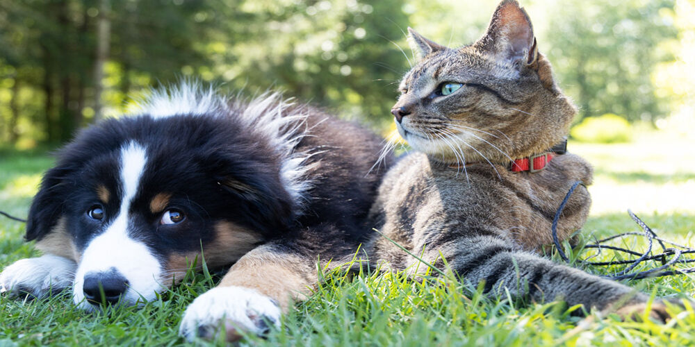 ασφάλεια σκύλου και γάτας προστάτεψε το κατοικίδιο σου